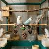 Budgie Swing, Sturdy Chew and Climbing Toy view 2