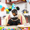 Mobestech Adjustable Candy Color Resin Dog Collar view 4