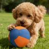 Introti Herding Ball for Dogs with Protective Cover and Pump, Dog Training Toy for Collies, German Shepherds and All Herding Breeds view 3