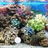 CRAFTHROU CO2 Booster, 3-Pack with 30 Tablets for Aquarium Plants view 4