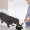 Whnbuij Slow Feeder Dog Bowl Insert view 2