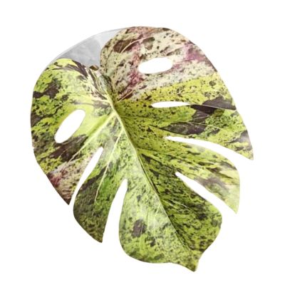 Simulated Leaf for Jumping Spiders