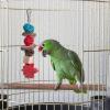 Parrot Chew Toy | Rattan Birdcage Shredder view 2