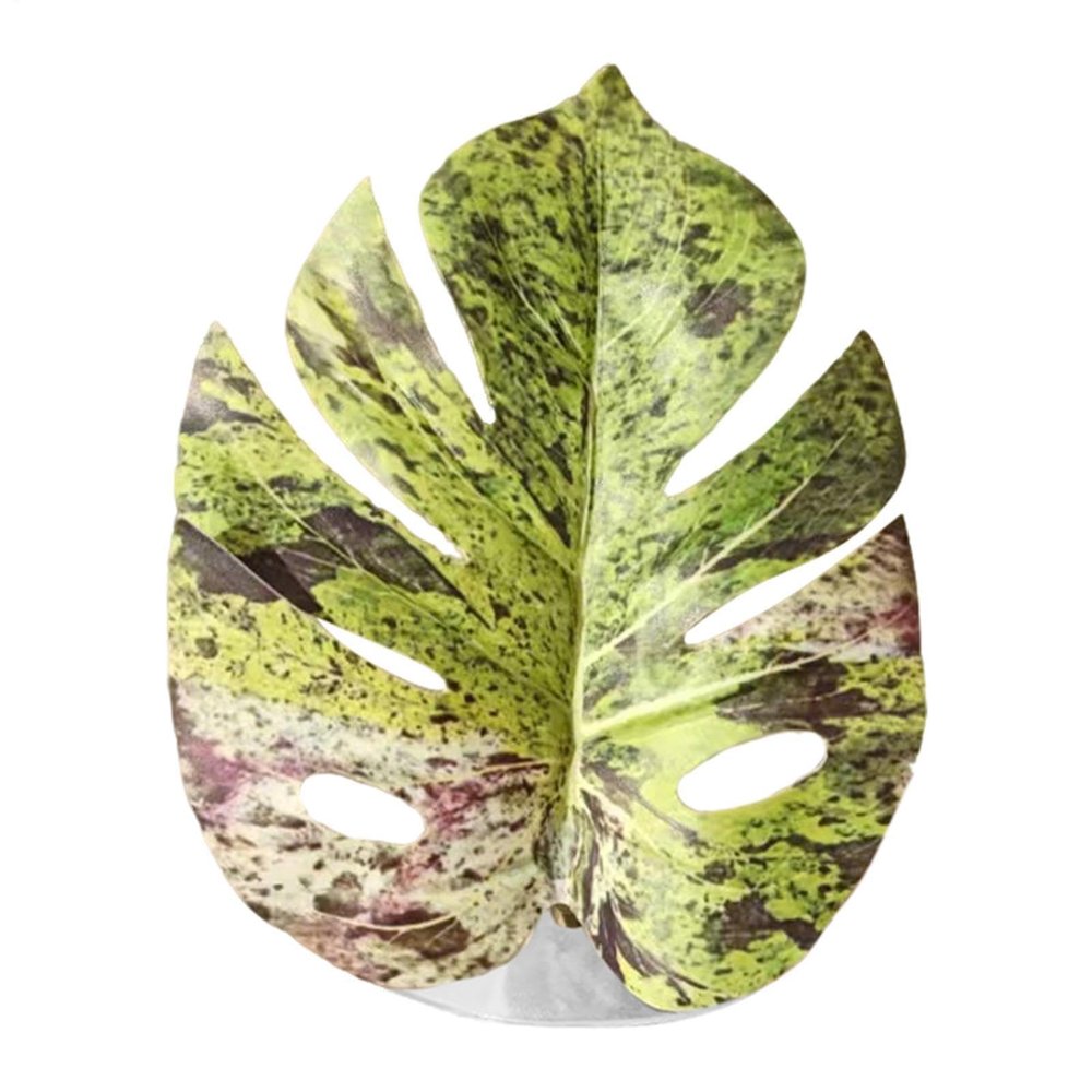 Leaf Toy for Jumping Spiders, Realistic Leaf Shape, Hermit Crab