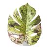 Leaf Toy for Jumping Spiders, Realistic Leaf Shape, Hermit Crab view 1