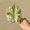 Leaf Toy for Jumping Spiders, Realistic Leaf Shape, Hermit Crab view 2