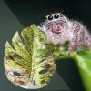 Leaf Toy for Jumping Spiders, Realistic Leaf Shape, Hermit Crab view 3