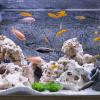 CAXUSD Stainless Steel Fish Breeding Cone Net for Angelfish and Shrimp view 4