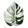 Generic Jumping Spider Plant - Simulated Pet Accessory with Suction Cup view 1