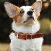Leather Collars for Large Dogs view 3