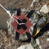 KAILIKETIY Lightweight Leather Turtle Leash with Unique Design view 4