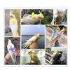 FRCOLOR Adjustable Bird Harness with 2m Elastic Leash and Angel Wings view 1