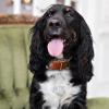 Adjustable Leather Collars for Puppies view 2