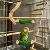 CAZSTYK Handmade Wooden Birdcage Swing with Safe Rope Wrapping view 3