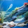 Calcium Mineral Blocks, 10-Pack for Fish Tanks and Daily Feeding view 4