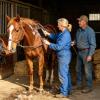Grooming Brush - Wooden Grooming Brush for Equines view 2