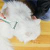 Double-Sided Undercoat Brush for Dogs view 2