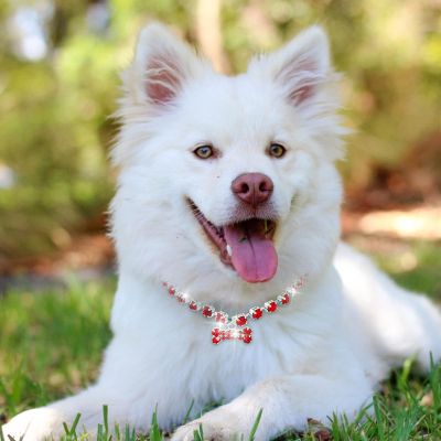 Pet Accessories Adjustable Dog Collar and Cat Collar (Red, S)