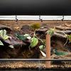 Luxshiny Cork Wood Climbing Stick for Reptiles and Frogs view 4
