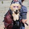 TEHAUX Adjustable PC and TPE Dog Sunglasses view 4