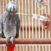 KOMBIUDA Hand-Feeding Set for Budgies and Young Birds with 10 mL and 30 mL Feeding Syringes view 4