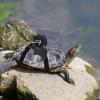 Turtle Harness and Leash with Wings for Small Turtles view 3