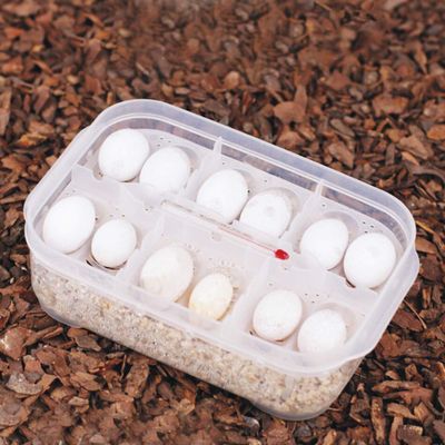 Hidyliu Transparent Reptile Incubation Box for Safe Hatching of Geckos, Snakes and Lizards, 6.50 x 4.33 x 2.05 in, Plastic, 1 Unit