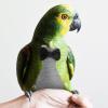 Reusable Lightweight Cotton Parrot Diaper for Outdoor Use view 4